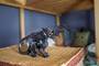 schleich® Eldrador 70152 Schattendrache